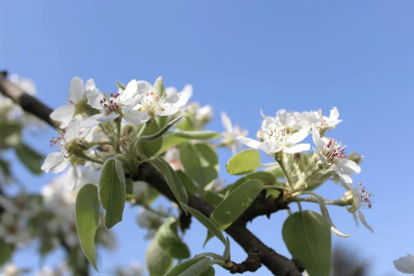 Fleurs Poire Dans Jardin — Photo