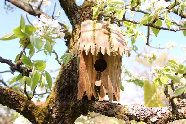 Vogelhuisje Kersenboom — Stockfoto