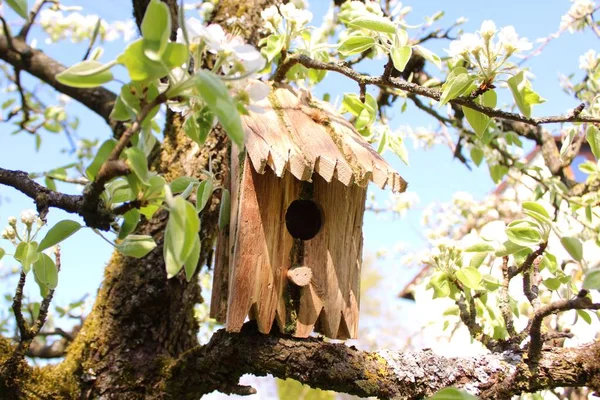 Casa Pássaro Árvore Pêra — Fotografia de Stock