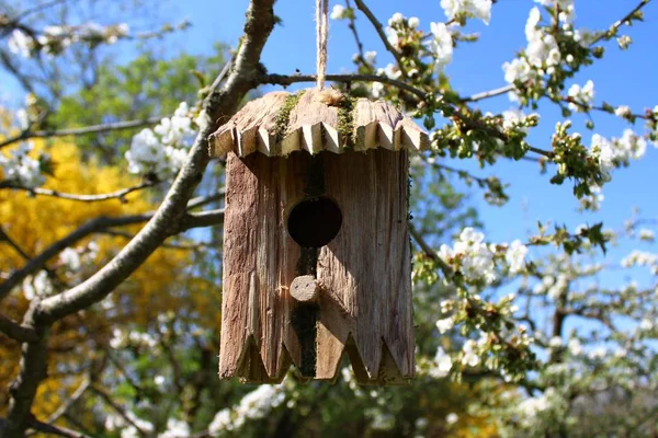 Casa Pássaro Árvore Pêra — Fotografia de Stock