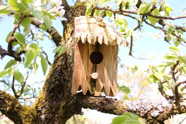 Fågel Hus Päron Trädet — Stockfoto