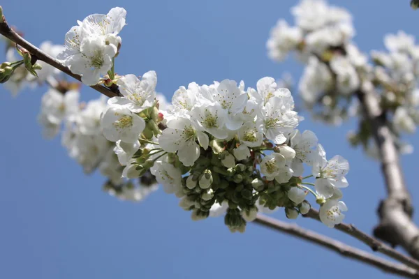 Les Cerisiers Fleurissent Printemps — Photo