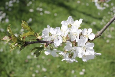 Bahçede çiçek açan kiraz ağacı