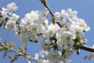 Baharda çiçek açan kiraz ağacı