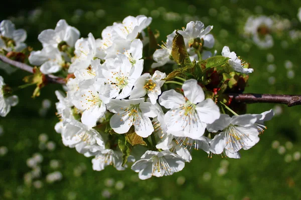 Albero Ciliegio Fiorente Primavera — Foto Stock