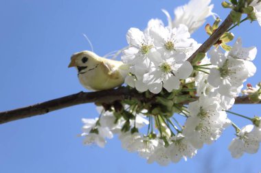 Çiçek açan kiraz ağacındaki kuş.