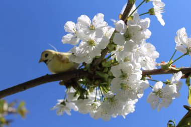 Çiçek açan kiraz ağacındaki kuş.