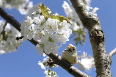 Çiçek açan kiraz ağacındaki kuş.