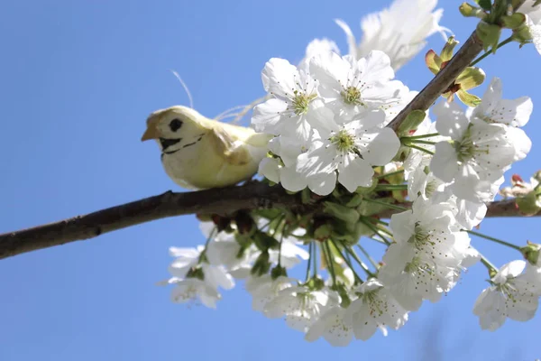 Çiçek açan kiraz ağacındaki kuş.