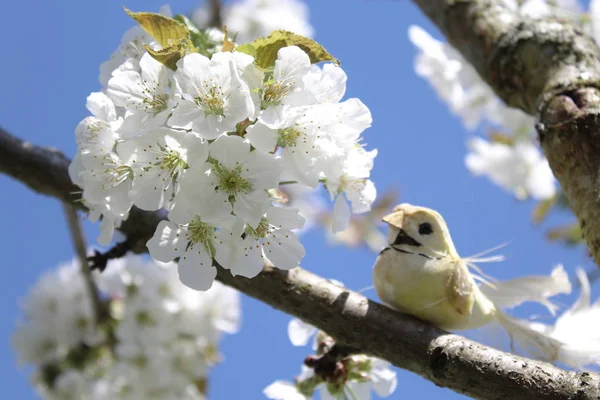 Çiçek açan kiraz ağacındaki kuş.