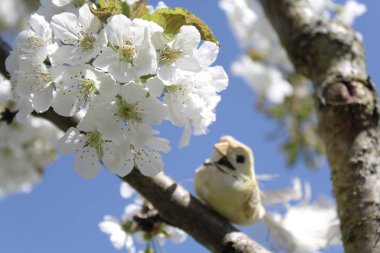 Çiçek açan kiraz ağacındaki kuş.