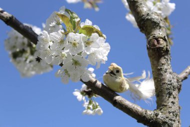 Çiçek açan kiraz ağacındaki kuş.