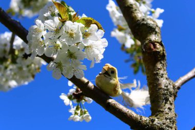 Çiçek açan kiraz ağacındaki kuş.