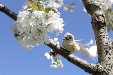 Çiçek açan kiraz ağacındaki kuş.