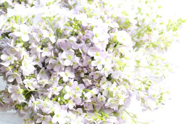 güzel guguk çiçekleri ile arka plan