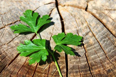 bir ağaç gövdesi üzerinde maydanoz