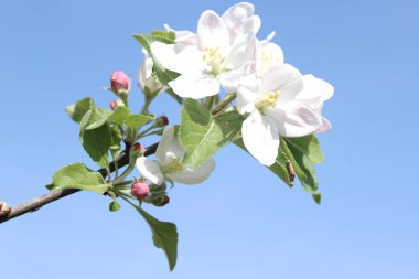 Harika elma ağaçları çiçek açar.
