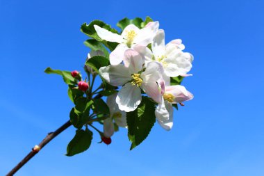 İlkbaharda harika elma ağaçları açar.