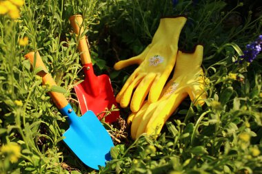 bu mutlu dikim zamanı