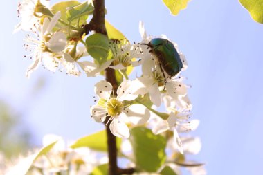 Armut çiçeklerinde gül ezmesi.
