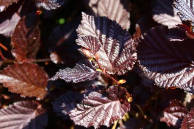 fındık çalı yaprakları