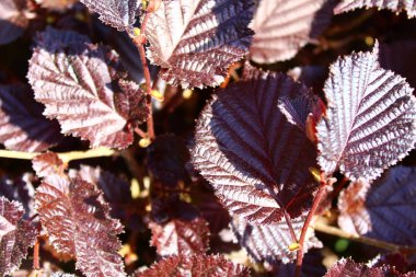 fındık çalı yaprakları