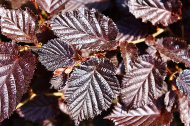 fındık çalı yaprakları
