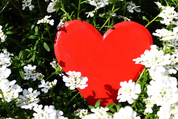 Cuore Rosso Bianco Fiori Primaverili — Foto Stock