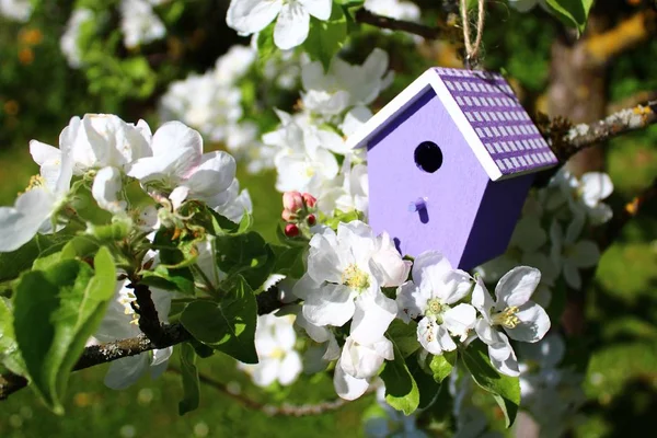 Çiçek açan elma ağacındaki kuş evi.