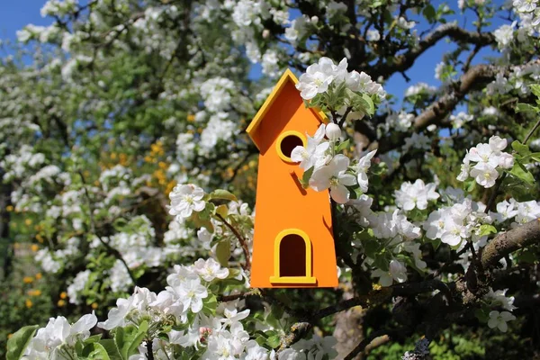 リンゴの木の鳥の家 — ストック写真