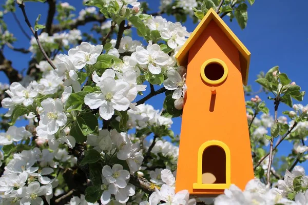 盛开的苹果树下的鸟屋 — 图库照片
