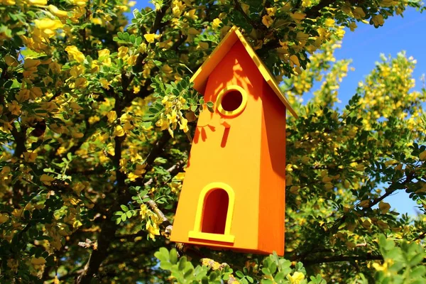 Casa Pássaro Árvore — Fotografia de Stock