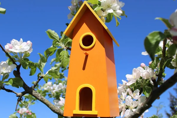 開花中のリンゴの木の鳥の家 — ストック写真