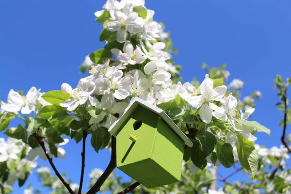 Birdhouse Virágzó Almafa — Stock Fotó