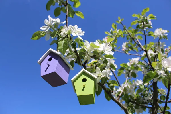 咲くリンゴの木の鳥小屋 — ストック写真