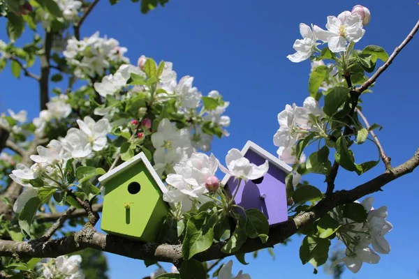 Birdhouse Virágzó Almafa — Stock Fotó