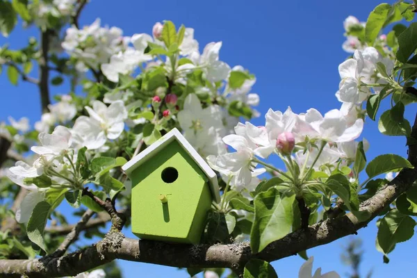 Birdhouse Blossoming Apple Tree — Stock Photo, Image