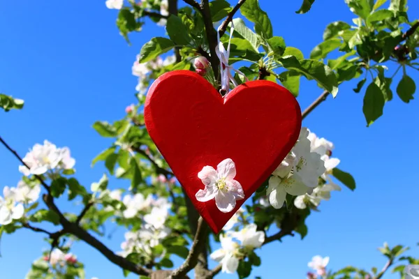 red heart in the blossoming apple tree