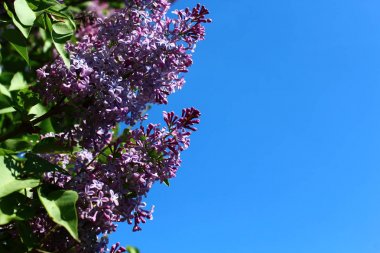 bahçede güzel leylak