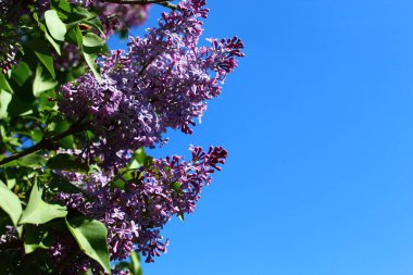 bahçede güzel leylak