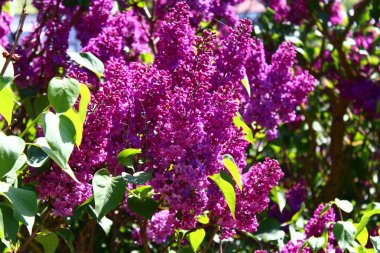 bahçede güzel leylak