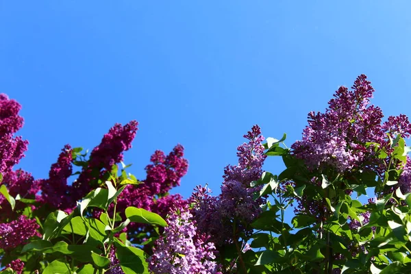 bahçede güzel leylak