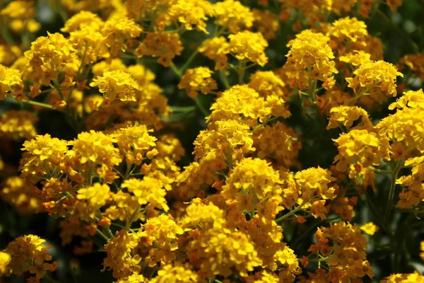 Alyssum Kertben — Stock Fotó