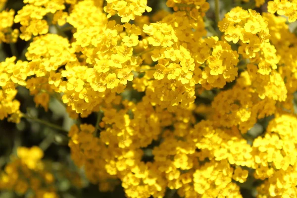 Alyssum Kertben — Stock Fotó