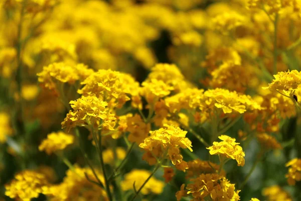 Alyssum Jardín — Foto de Stock