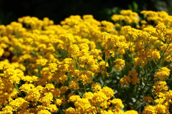 Alyssum Tuin — Stockfoto