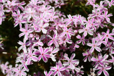 Baharda pembe çiçekler