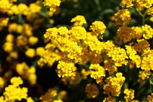 Bahçede Alyssum — Stok fotoğraf