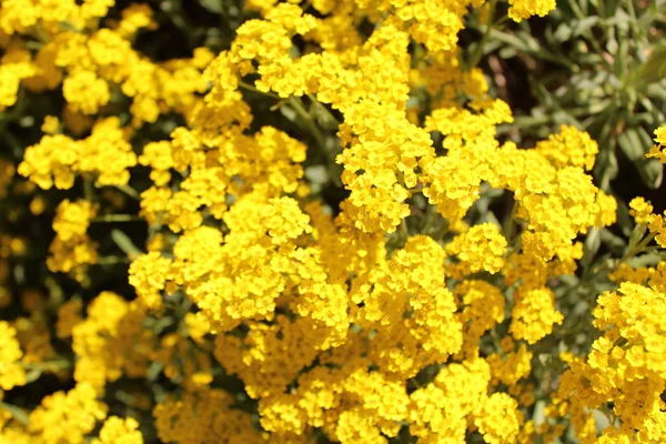 Alyssum Kertben — Stock Fotó