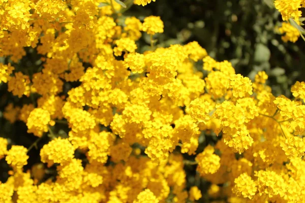 Alyssum Kertben — Stock Fotó